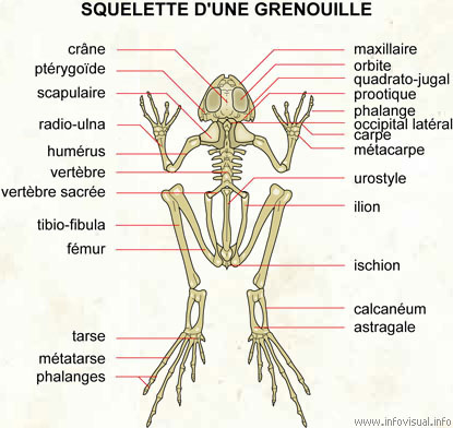 Squelette d'une grenouille
